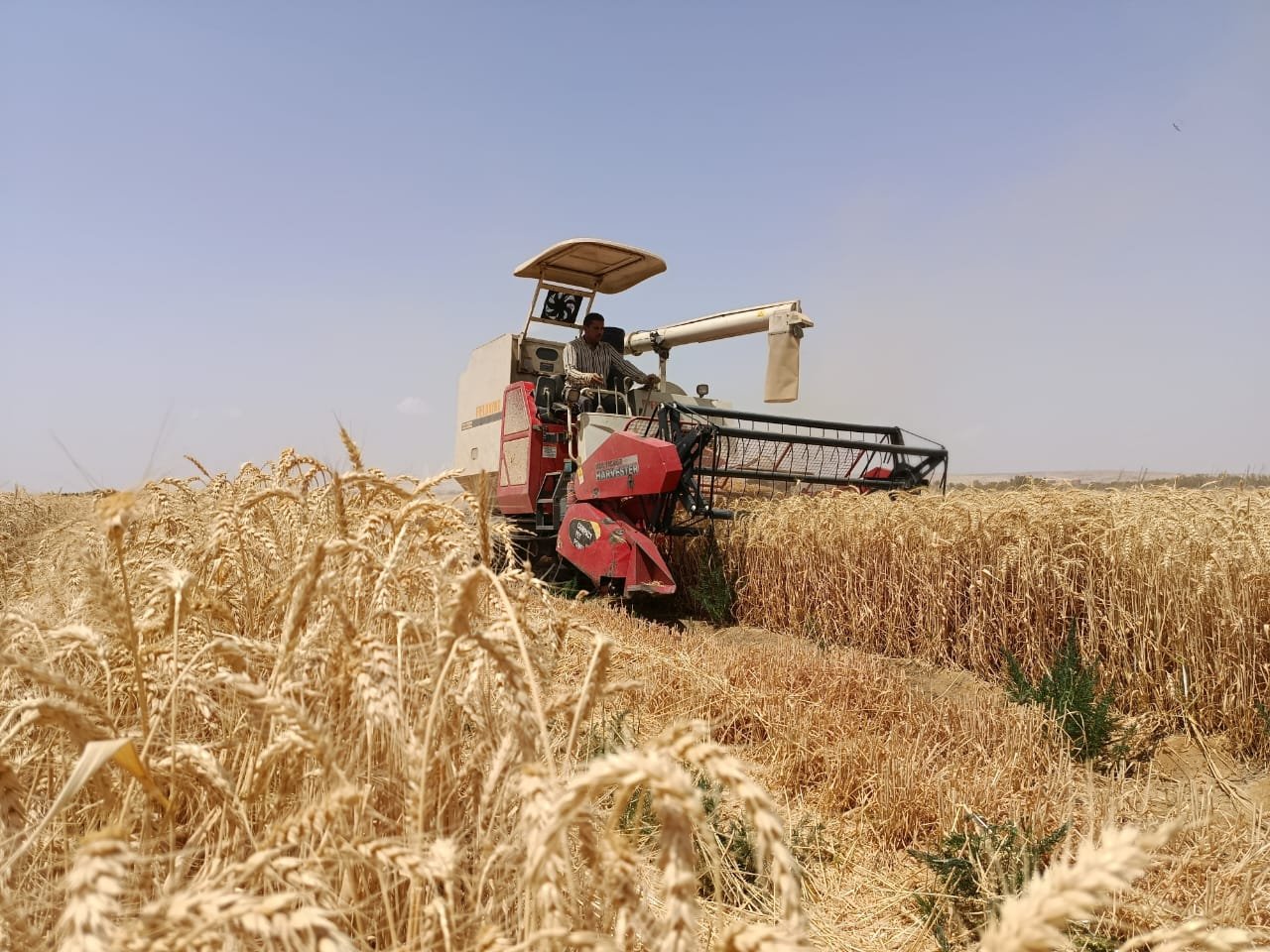 «الريف المصرى الجديد» تحقق إنجازا علميا جديدا بزراعة القمح بمياه رى تصل ملوحتها إلى 8 آلاف جزء في المليون 